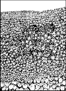 grafika Renaty Gebregiorigis